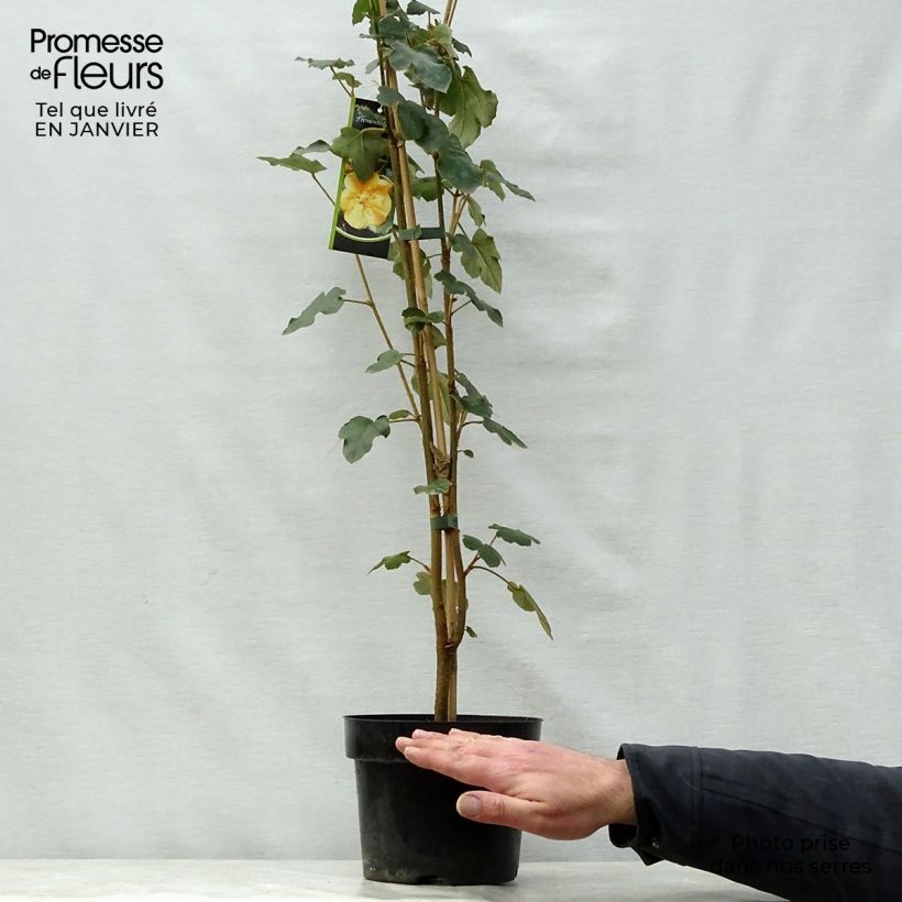 Example of Fremontodendron californicum - Fremontia de Californie Pot van 2 l/3 l as you get in hiver