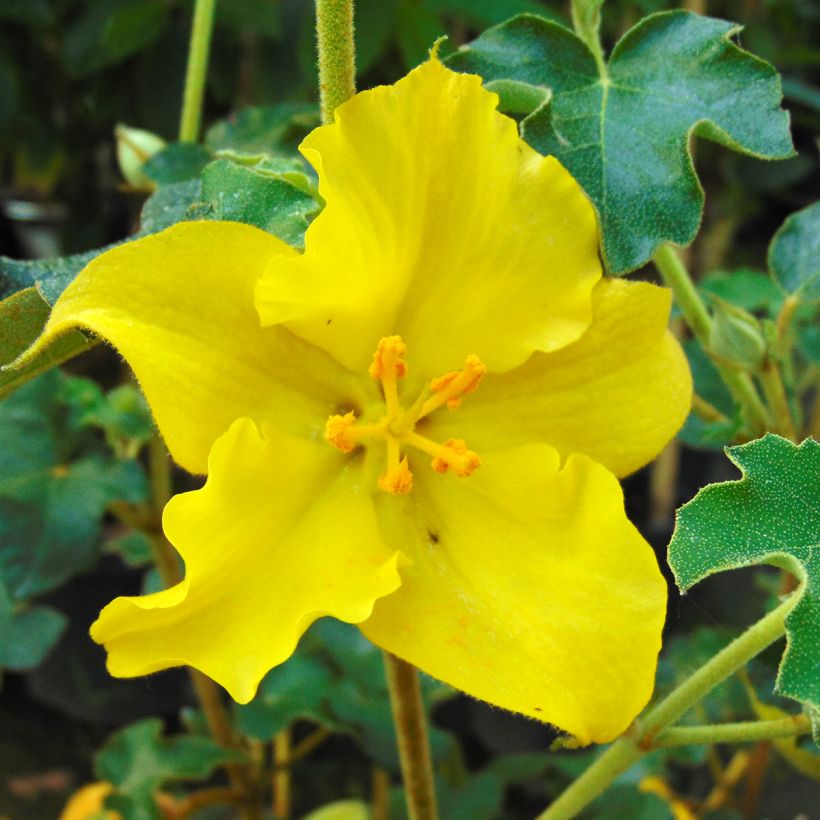 Fremontodendron californicum - Flannelstruik (Flowering)