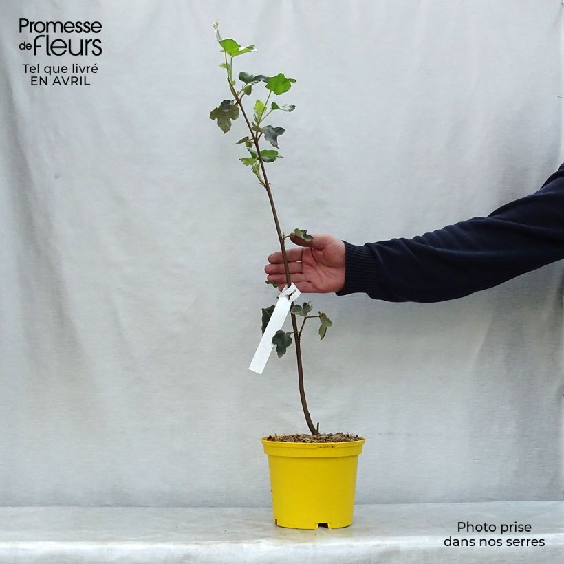 Exemplaar van Fremontodendron californicum - Flannelstruik Pot van 2 l/3 l zoals geleverd in de lente