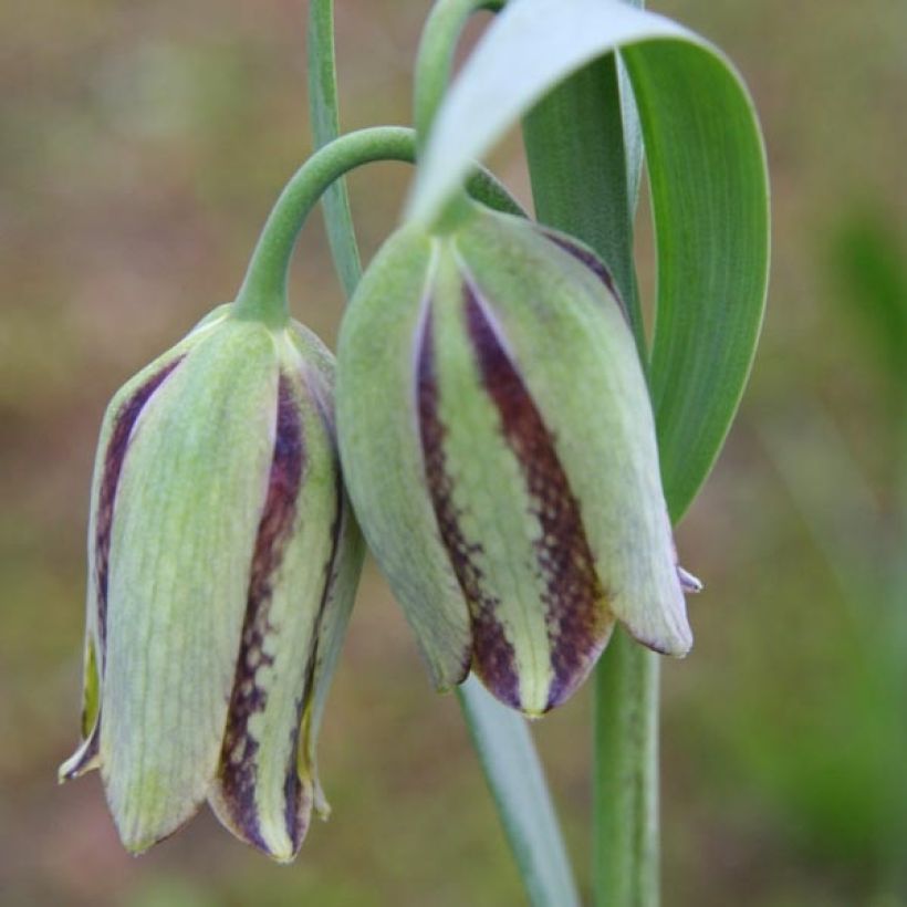 Fritillaria hermonis amana - Kievitsbloem (Bloei)