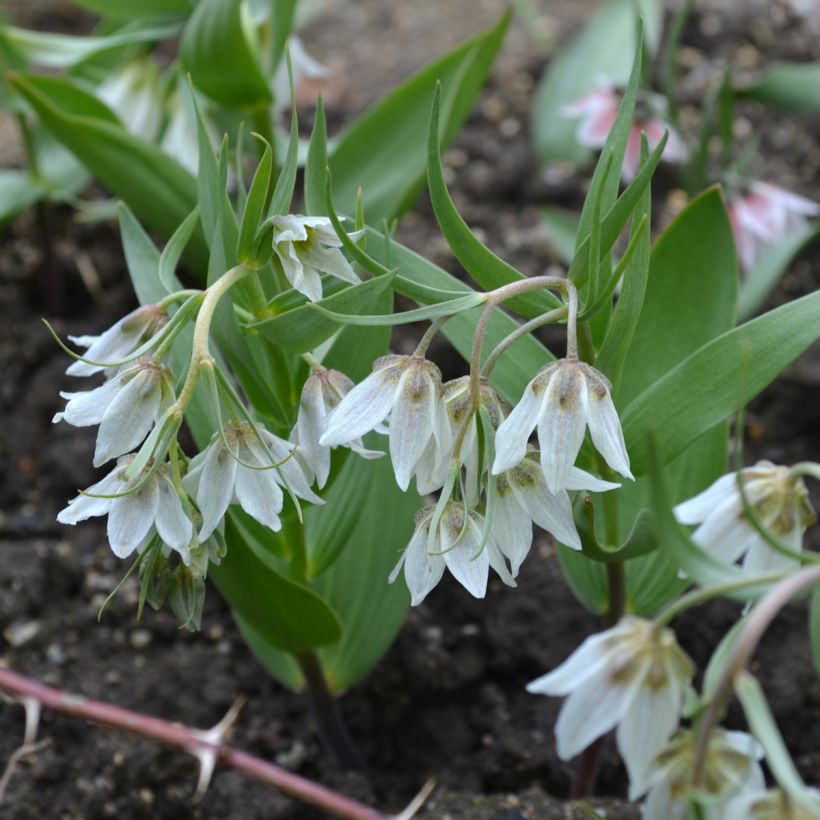 Fritillaria bucharica - Kievitsbloem (Groeiplaats)