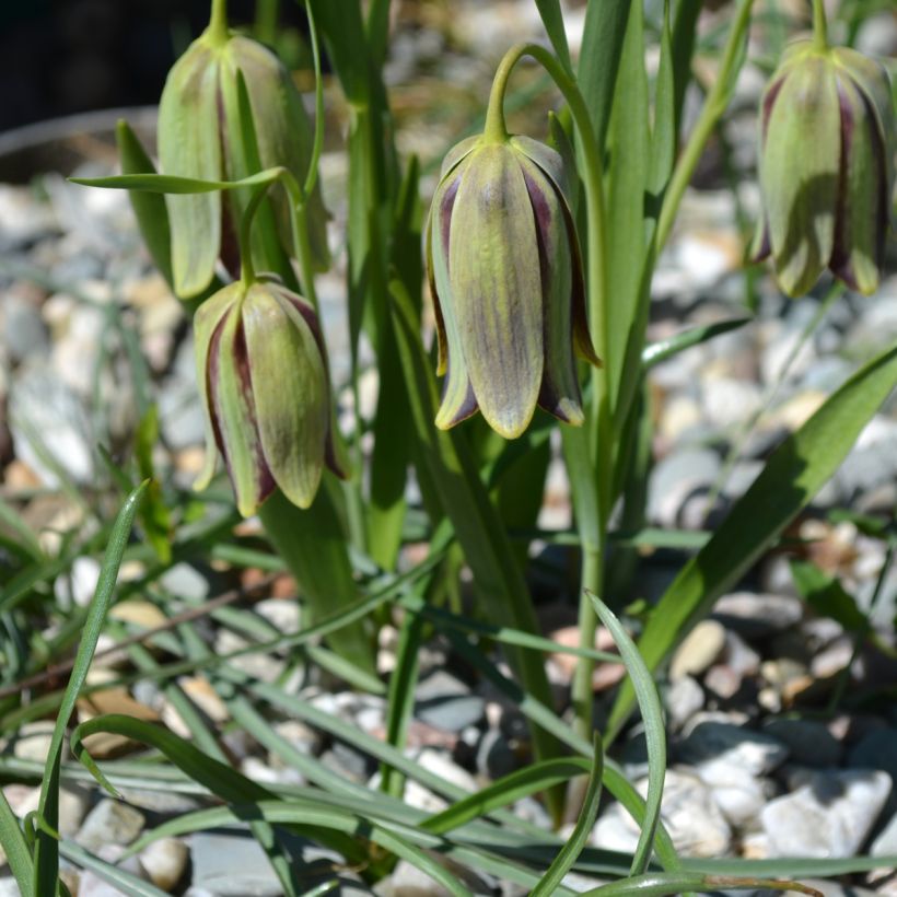 Fritillaria hermonis amana - Kievitsbloem (Groeiplaats)