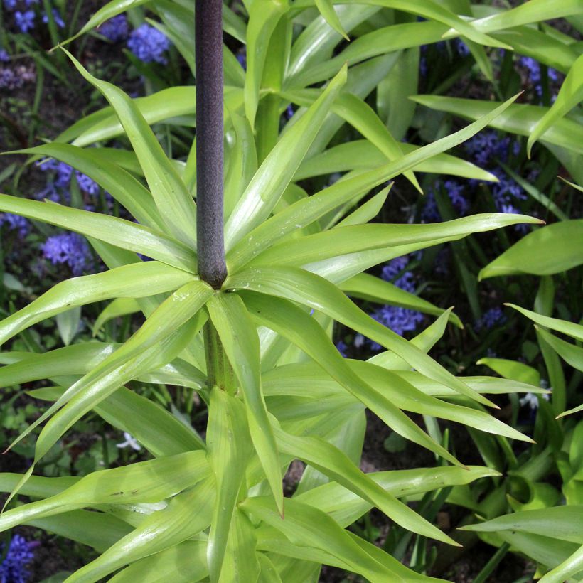 Fritillaria imperialis Orange Beauty - Keizerskroon (Blad)