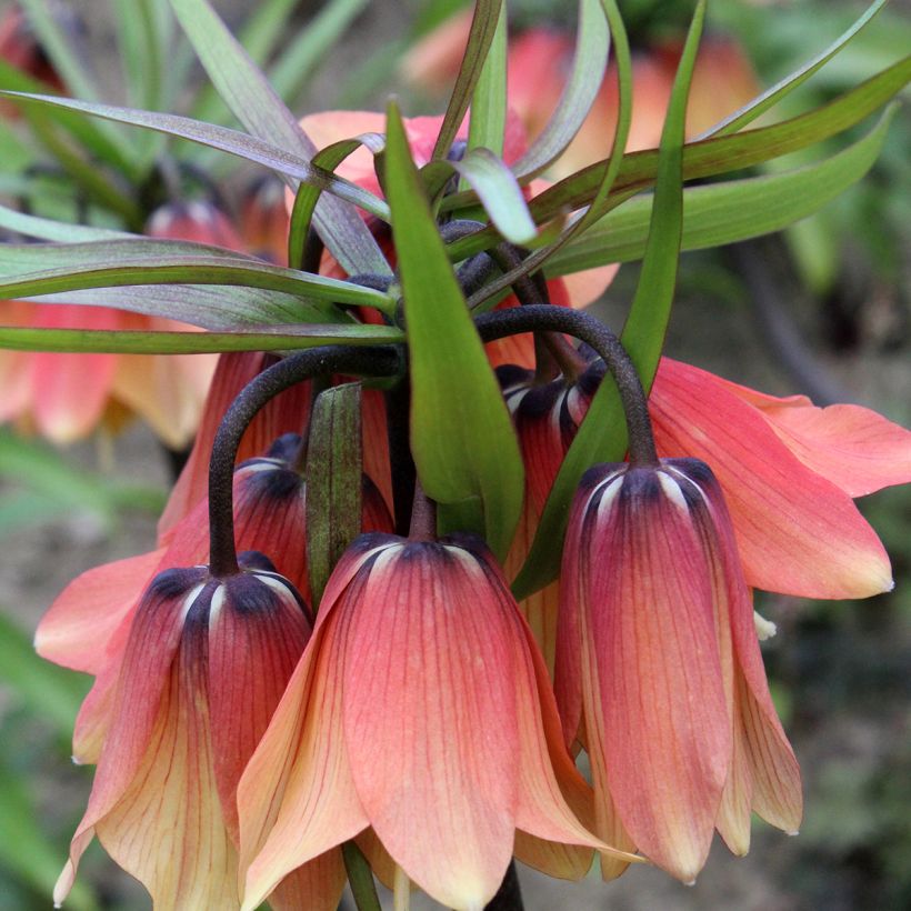 Fritillaria imperialis Orange Beauty - Keizerskroon (Bloei)