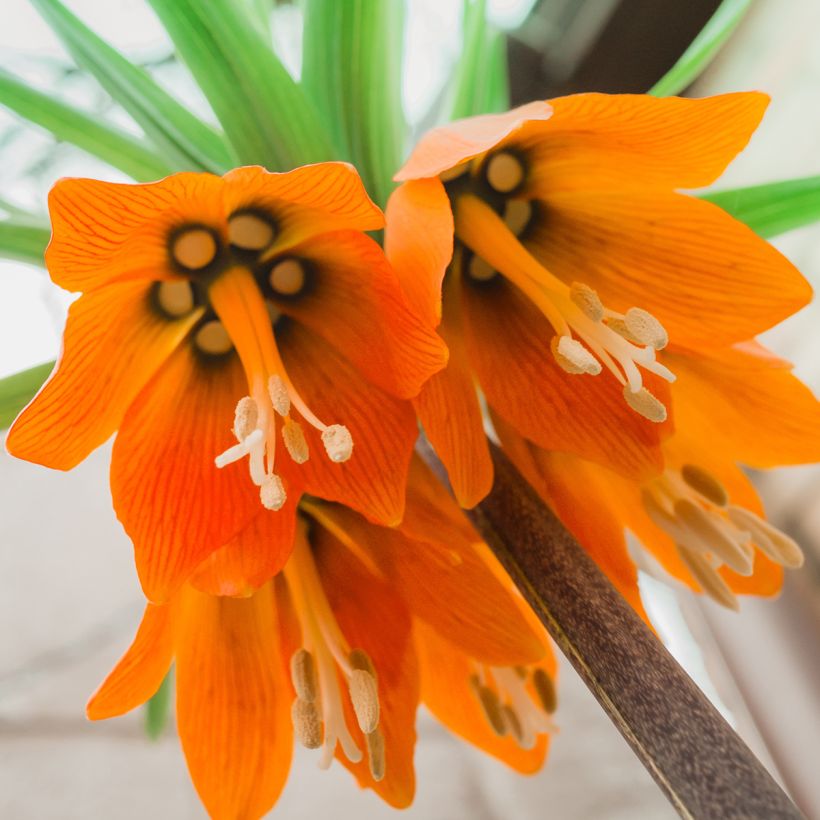 Fritillaria imperialis Prolifera - Keizerskroon (Bloei)