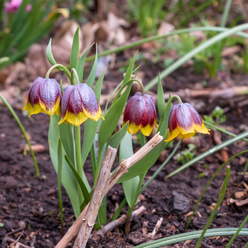 Fritillaria michailovskyi - Michailovsky-fritillaria (Groeiplaats)