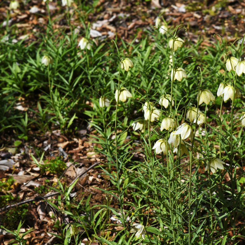 Fritillaria thunbergii - Kievitsbloem (Groeiplaats)