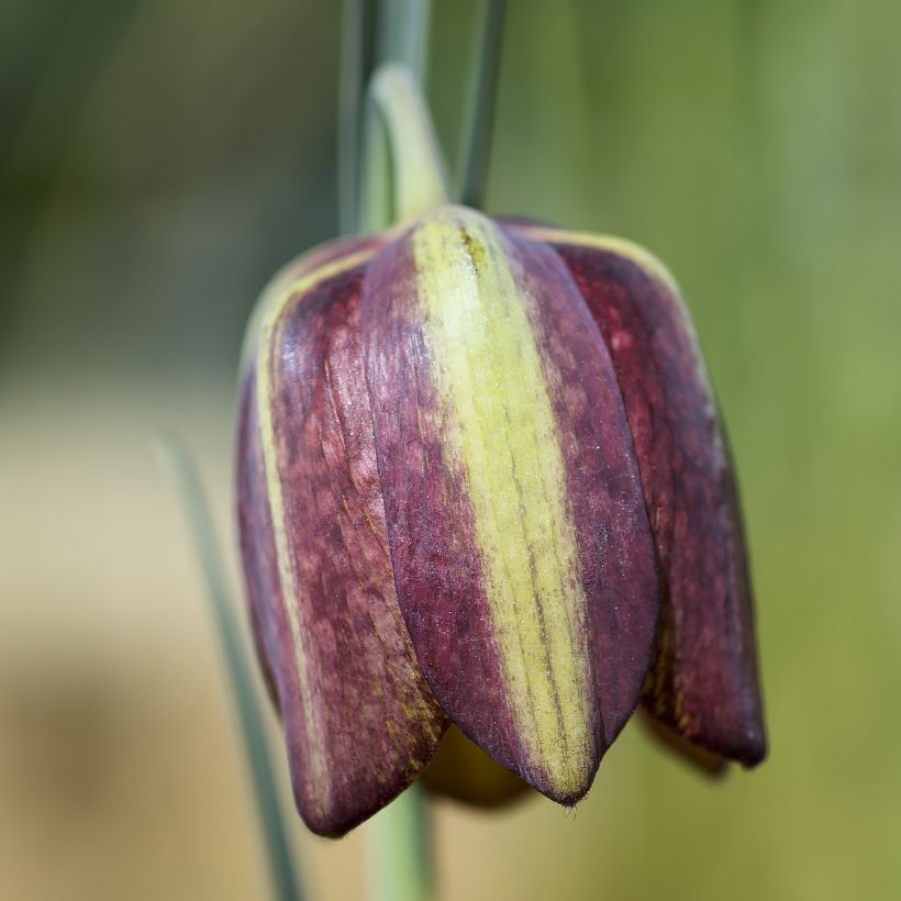 Fritillaria crassifolia crassifolia - Kievitsbloem (Bloei)