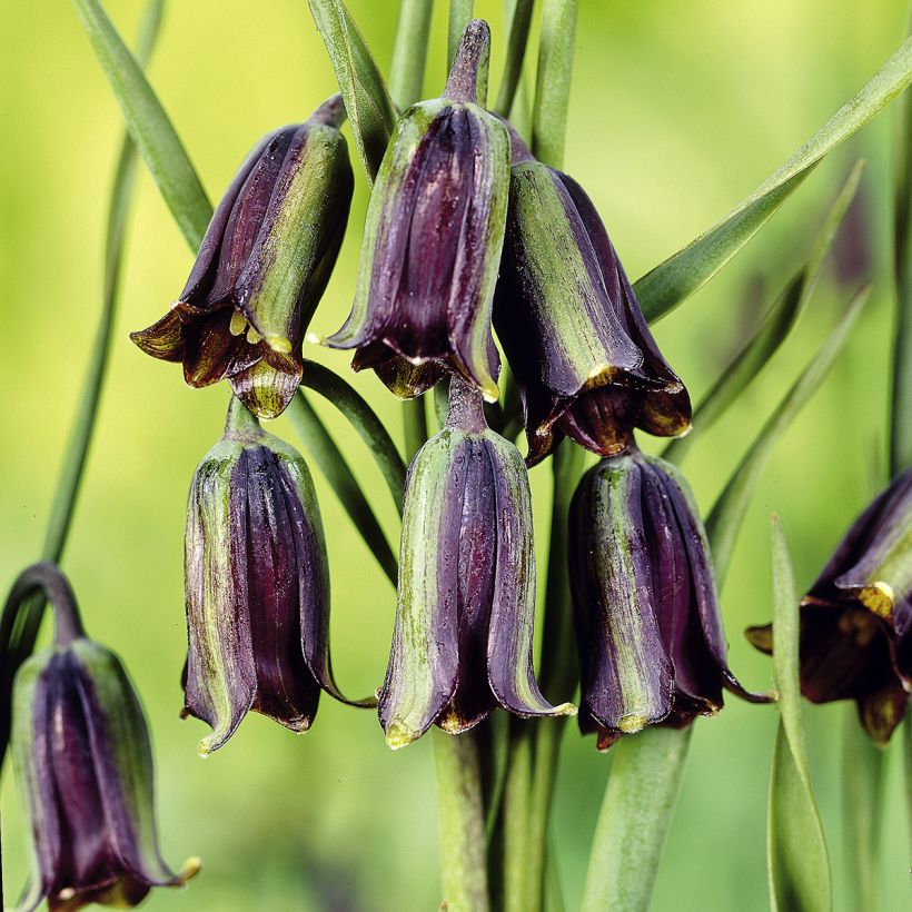 Fritillaria elwesii - Kievitsbloem (Bloei)