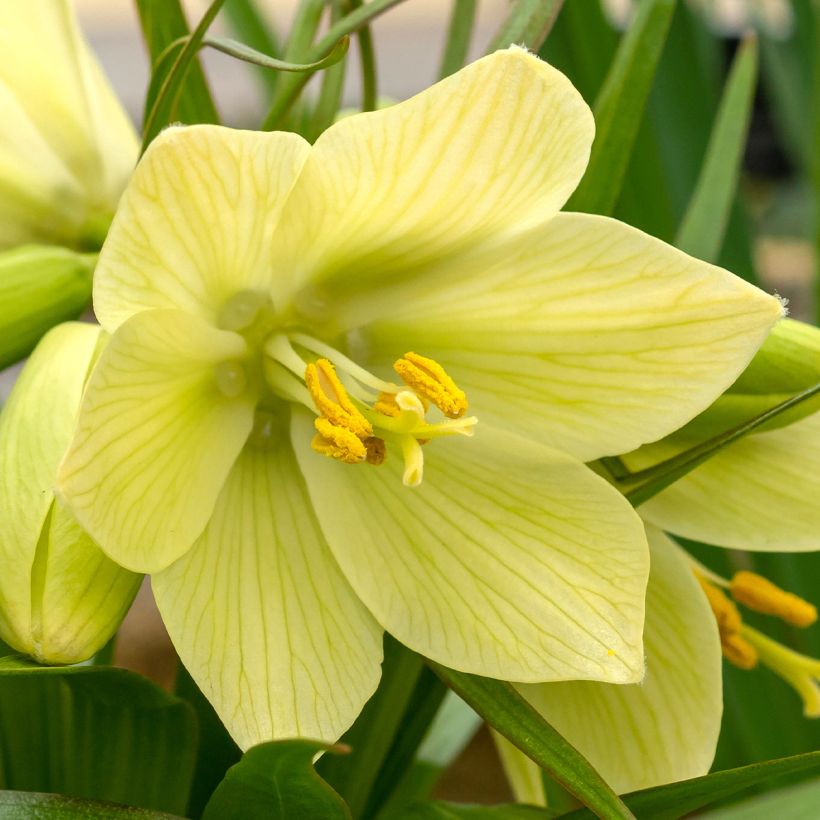 Fritillaria raddeana - Keizerskroon (Bloei)
