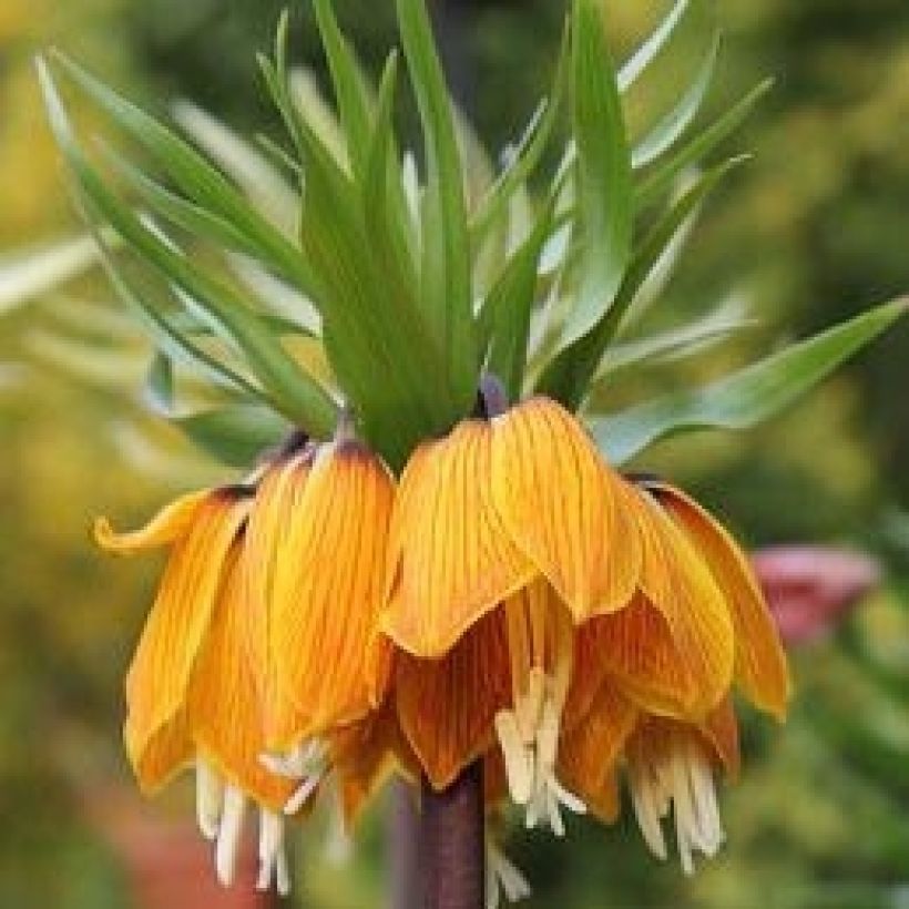 Fritillaria imperialis Striped Beauty - Keizerskroon (Bloei)
