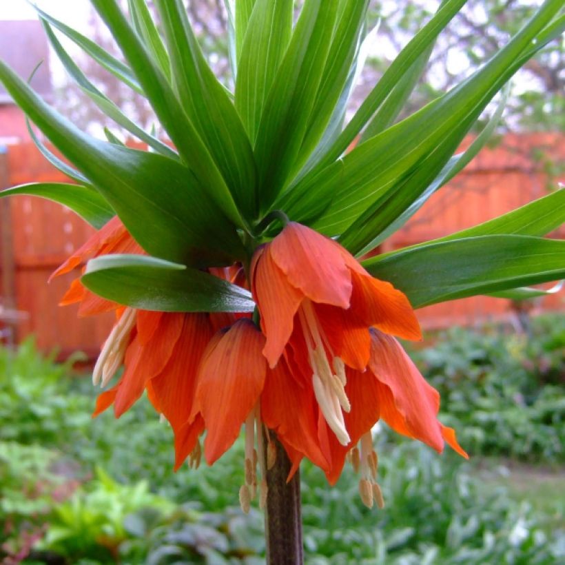Fritillaria imperialis Rubra - Keizerskroon (Bloei)