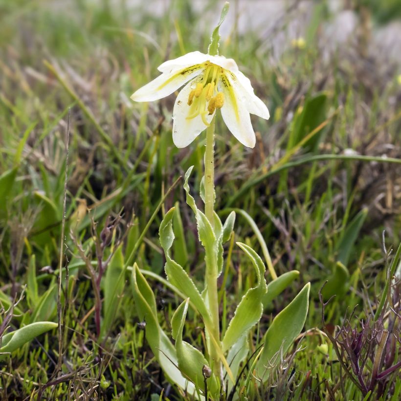 Fritillaria liliacea - Kievitsbloem (Blad)