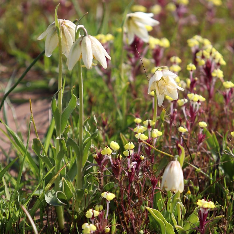 Fritillaria liliacea - Kievitsbloem (Groeiplaats)