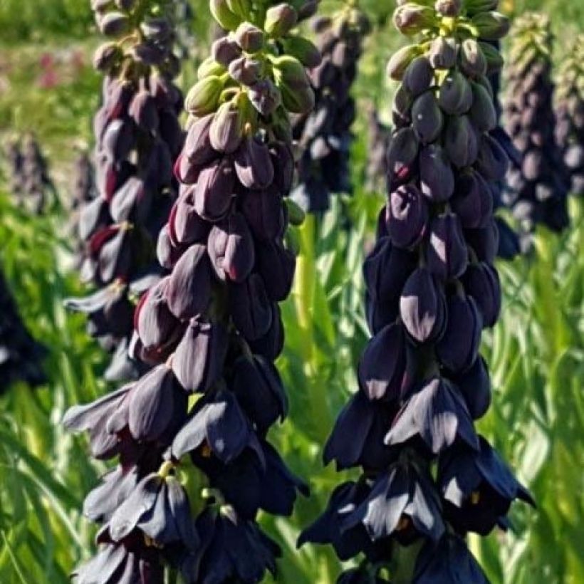 Fritillaria persica Twintowers Tribute - Perzische fritillaria (Bloei)