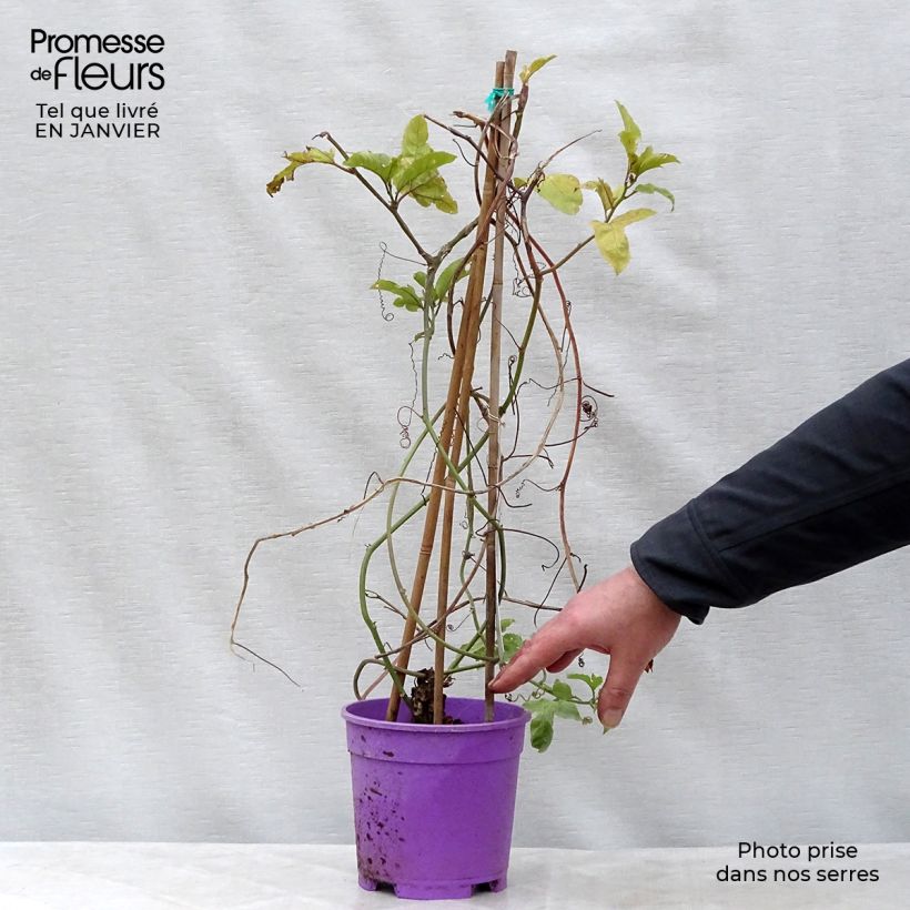 Exemplaar van Passievrucht - Passiflora edulis Pot van 1,5 l/2 l zoals geleverd in de winter