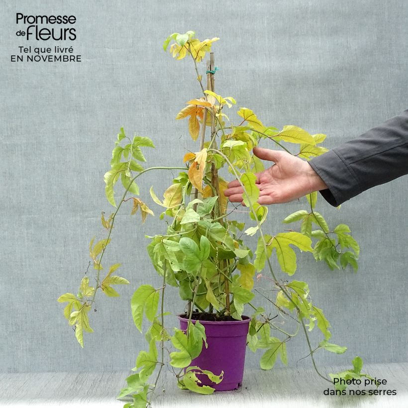 Exemplaar van Passievrucht - Passiflora edulis Pot van 1,5 l/2 l zoals geleverd in de herfst