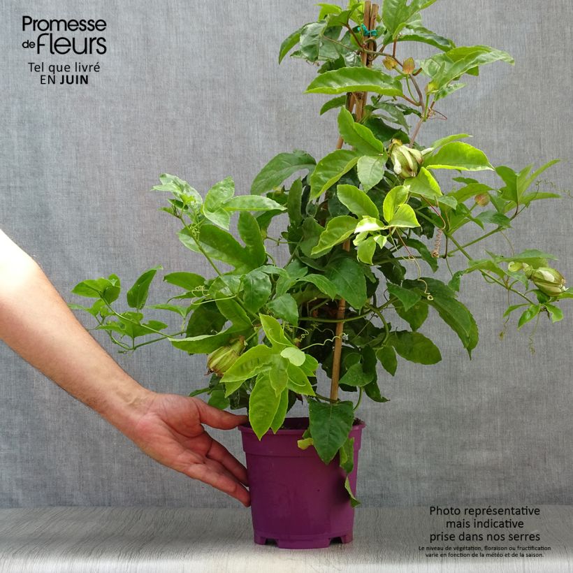 Exemplaar van Passievrucht - Passiflora edulis Pot van 1,5 l/2 l zoals geleverd in de zomer