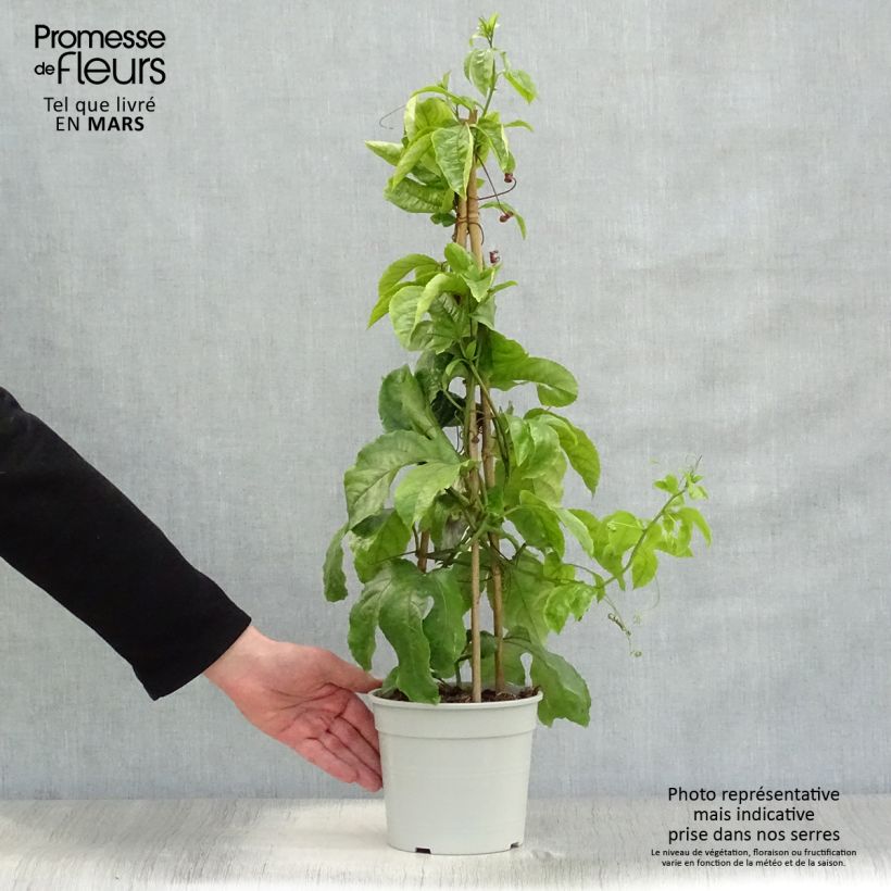 Exemplaar van Passievrucht - Passiflora edulis Pot van 1,5 l/2 l zoals geleverd in de lente
