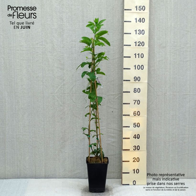 Exemplaar van Passievrucht - Passiflora edulis Pot van 3 l/4 l zoals geleverd in de lente