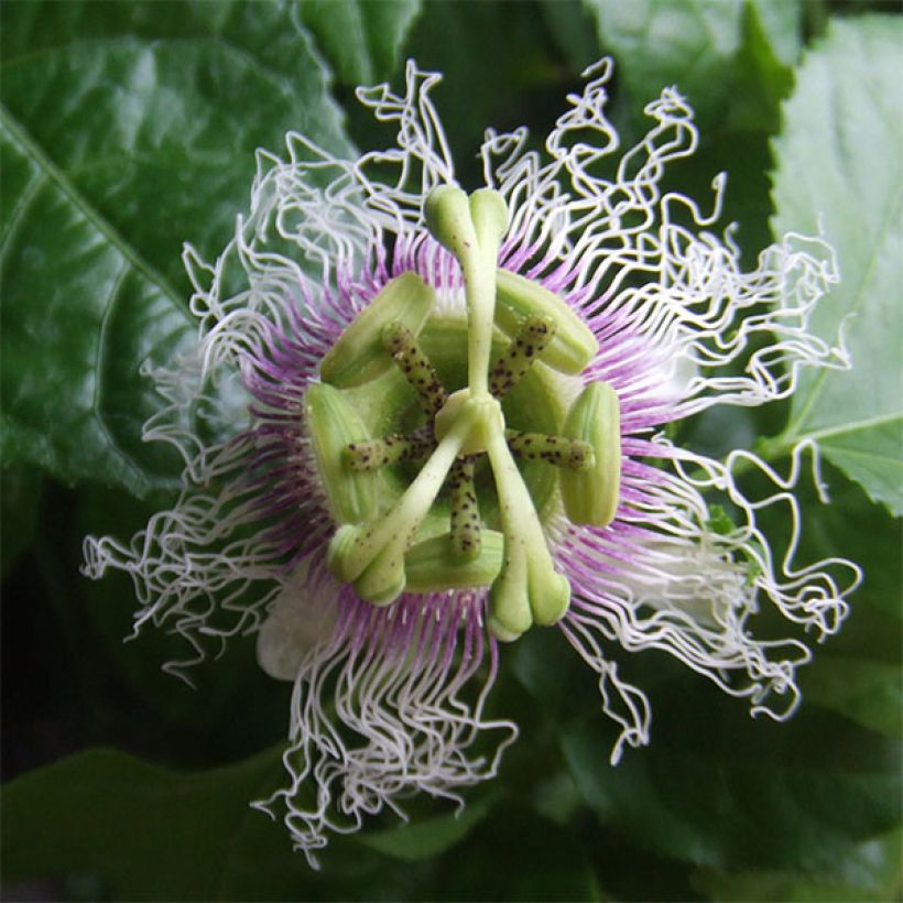 Passievrucht - Passiflora edulis (Bloei)