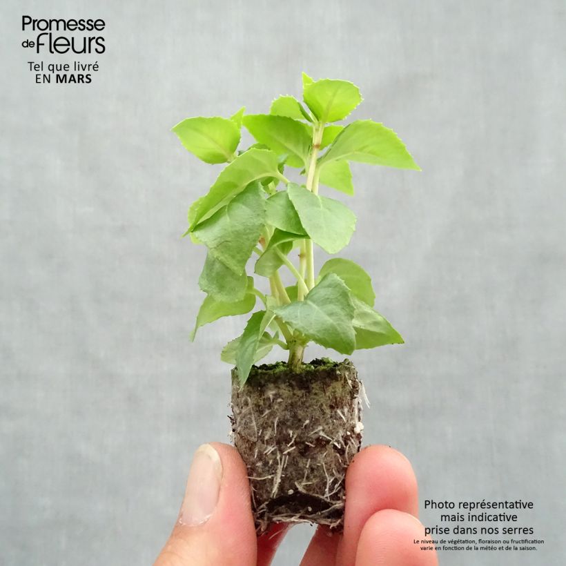 Example of Fuchsia Annabel (Annabelle) Mini-mot Ø 3/4 cm as you get in printemps