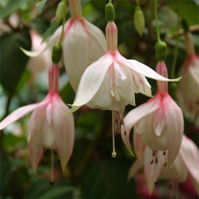 Fuchsia Annabel - Bellenplant (Flowering)