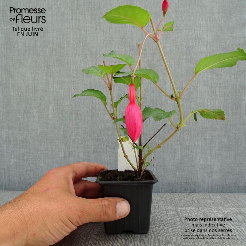 Example of Fuchsia Beacon Rosa Kweekpotje van 8/9 cm as you get in printemps
