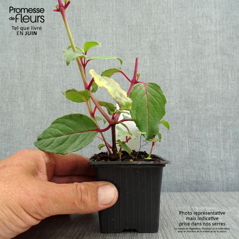 Exemplaar van Fuchsia Black Princess - Bellenplant Kweekpotje van 8/9 cm zoals geleverd in de lente