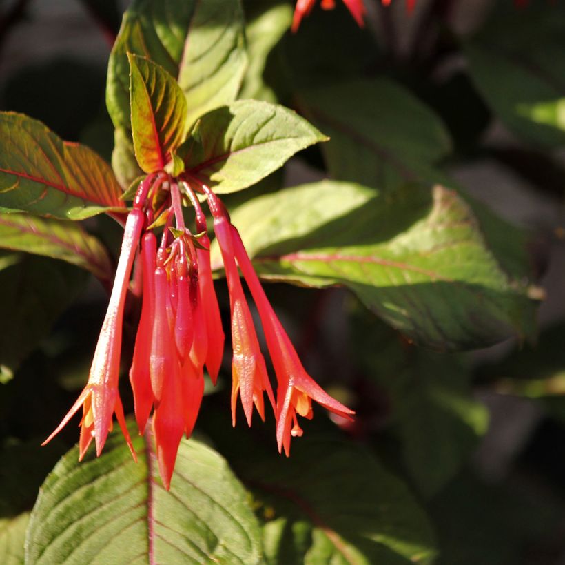 Fuchsia Bush Gartenmeister Bonstedt - Bellenplant (Flowering)