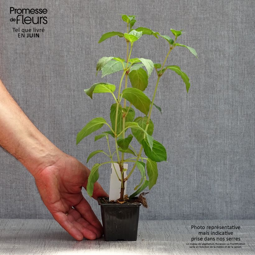 Example of Fuchsia Celia Smedley Kweekpotje van 8/9 cm as you get in printemps