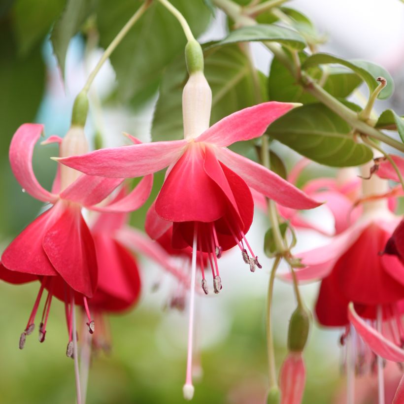 Fuchsia Celia Smedley - Bellenplant (Flowering)