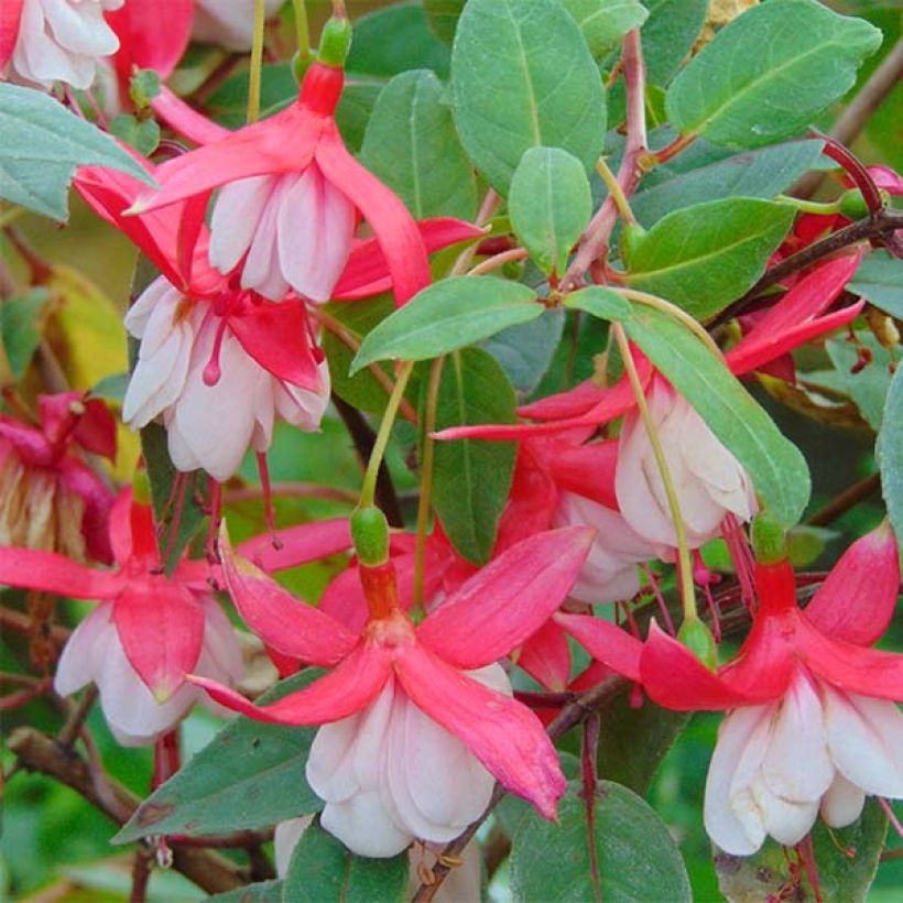 Fuchsia Chantilly - Bellenplant (Flowering)
