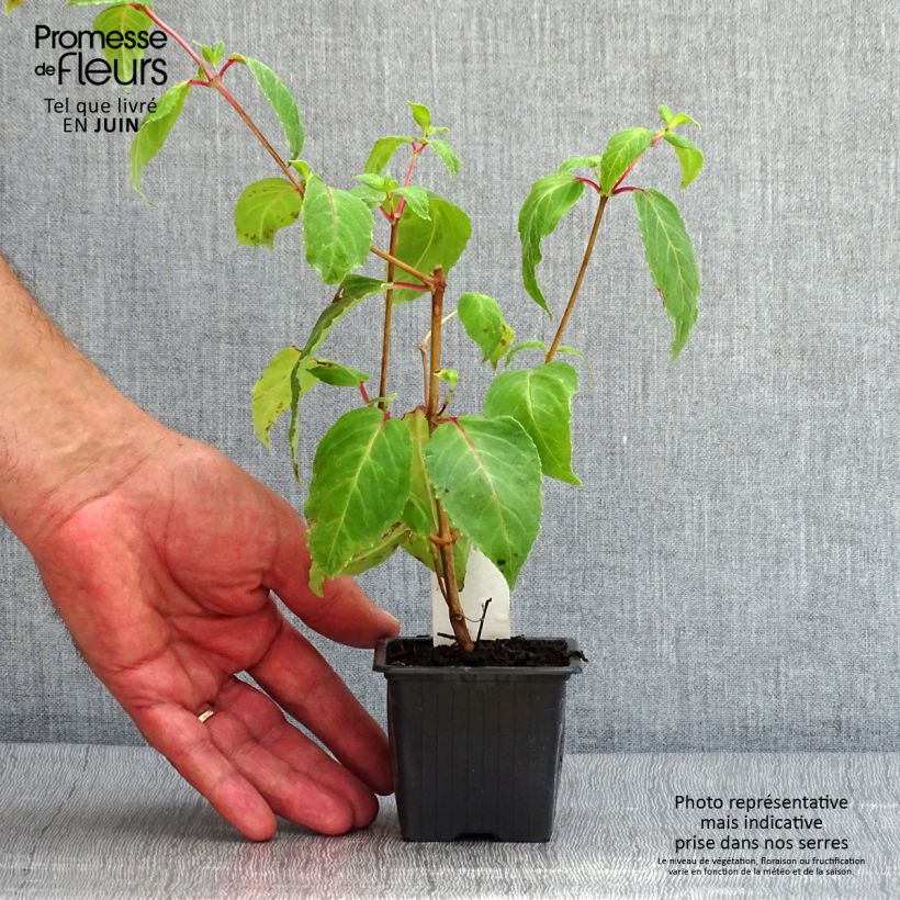 Exemplaar van Fuchsia Deep Purple - Bellenplant Kweekpotje van 8/9 cm zoals geleverd in de zomer