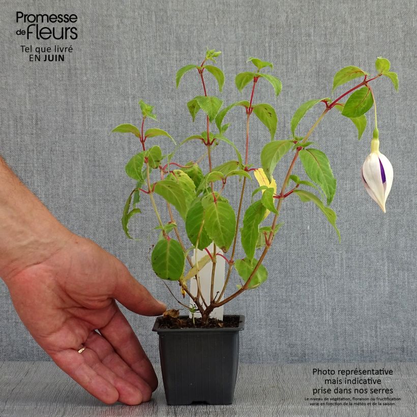 Exemplaar van Fuchsia Deep Purple - Bellenplant Kweekpotje van 8/9 cm zoals geleverd in de lente