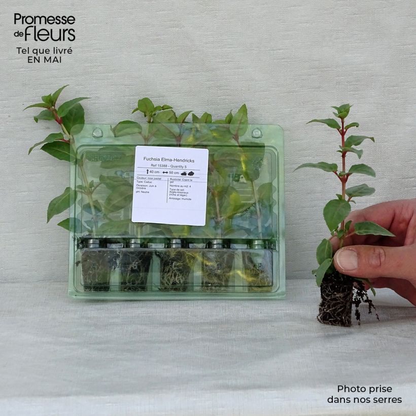 Example of Fuchsia Elma-Hendricks Mini-mot Ø 1,5/2,5 cm as you get in printemps