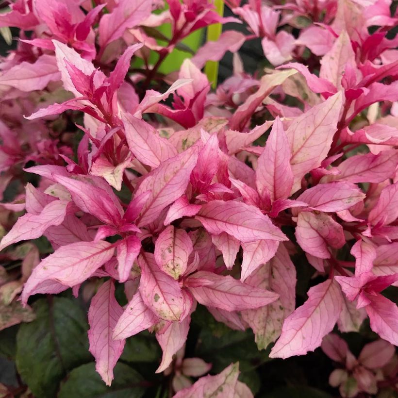 Fuchsia Happy Birthday - Bellenplant (Foliage)
