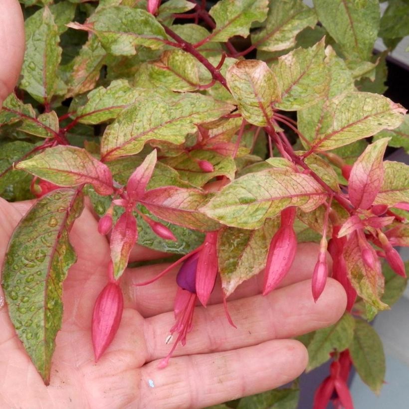 Fuchsia Happy Birthday - Bellenplant (Flowering)