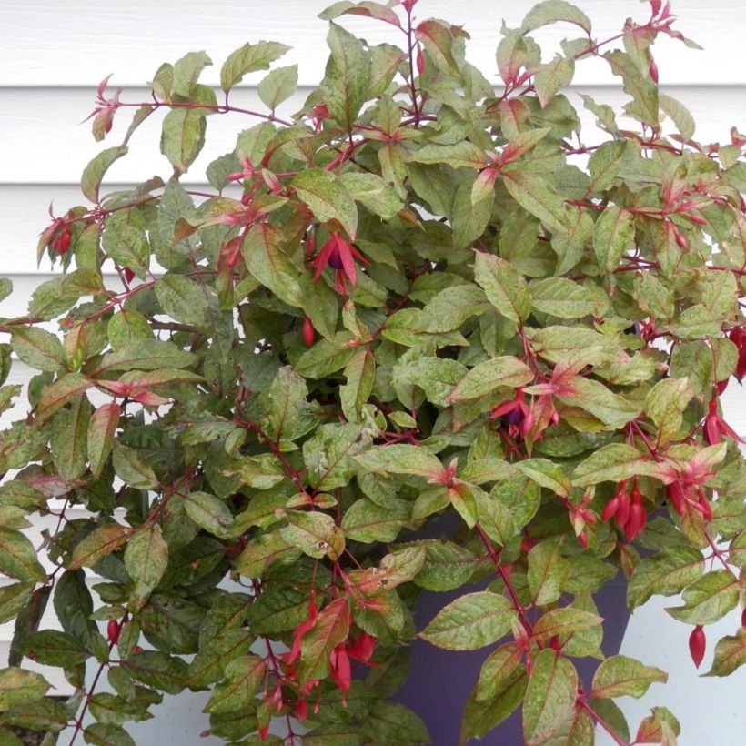 Fuchsia Happy Birthday - Bellenplant (Plant habit)