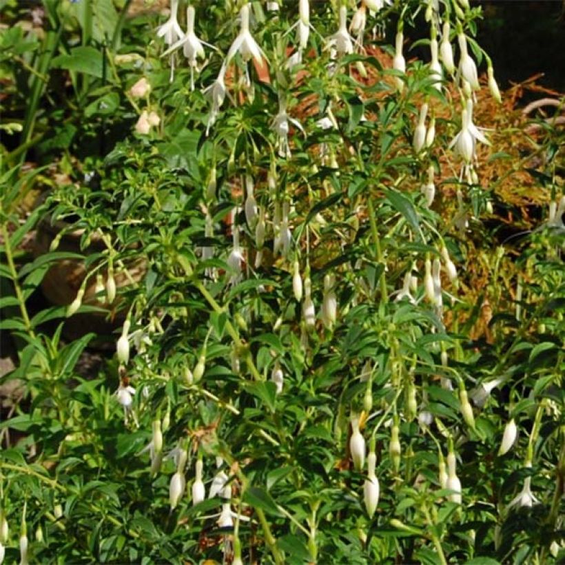 Fuchsia magellanica Hawkshead - Winterharde fuchsia (Foliage)