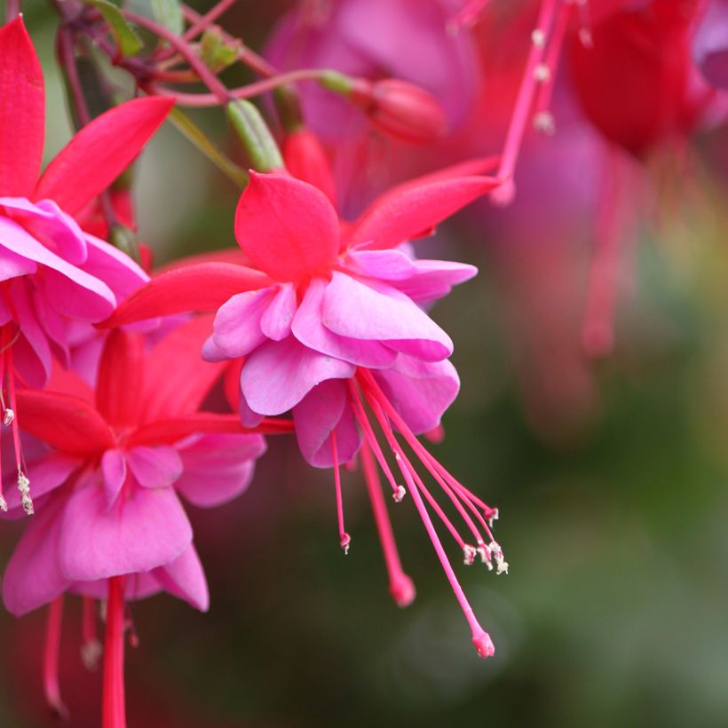 Fuchsia Heidi Ann - Bellenplant (Flowering)