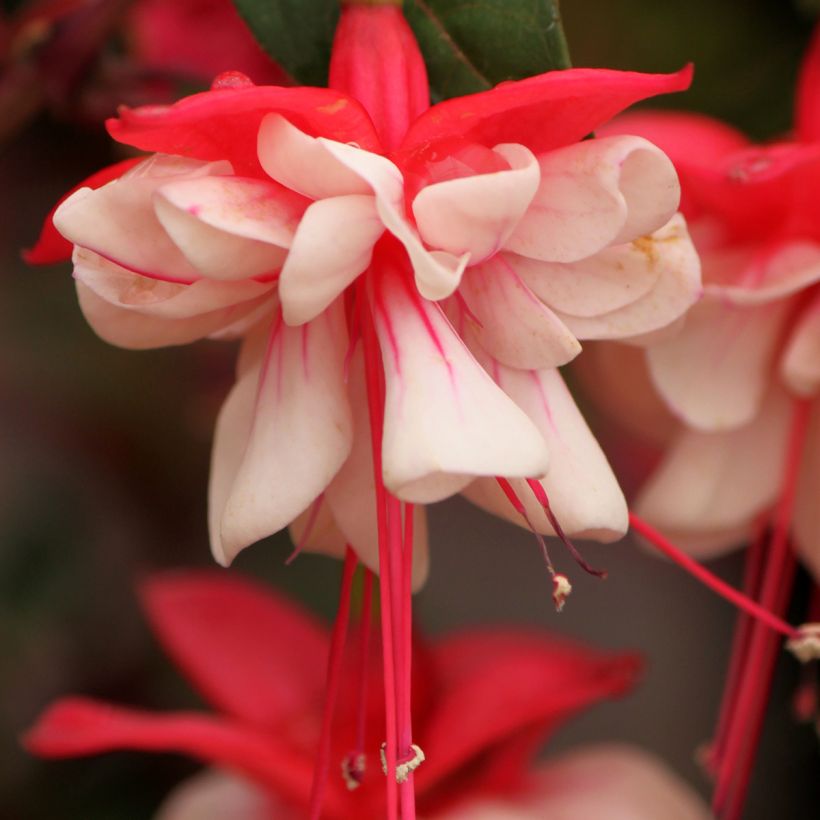 Fuchsia Heidi Weiss - Bellenplant (Flowering)