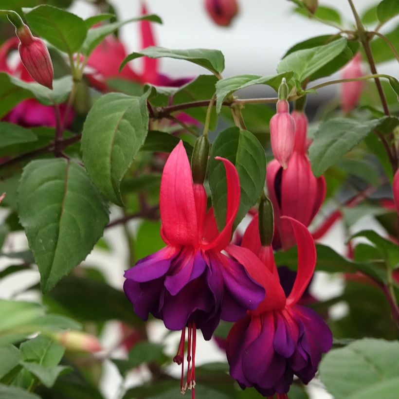Fuchsia Maori Maid - Bellenplant (Bloei)