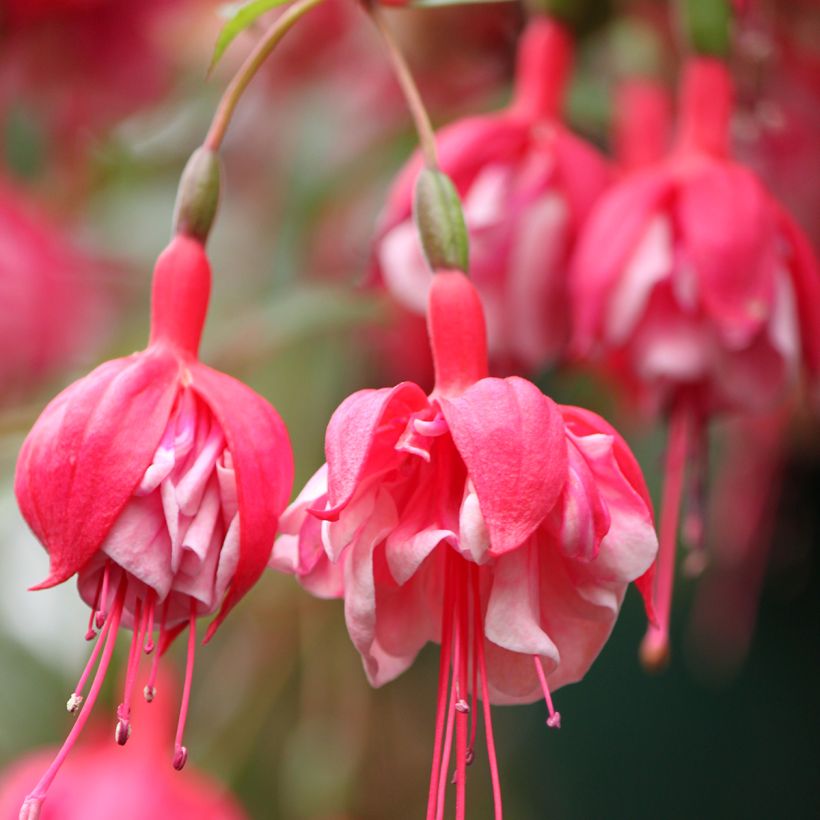 Fuchsia R.A.F - Bellenplant (Flowering)
