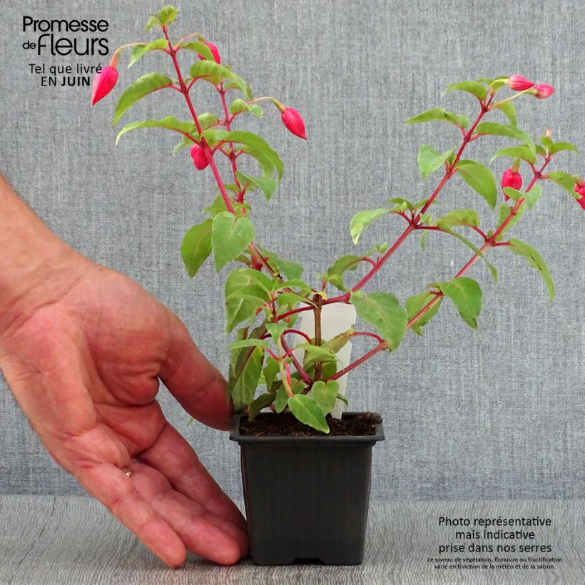 Exemplaar van Fuchsia R.A.F - Bellenplant Kweekpotje van 8/9 cm zoals geleverd in de zomer