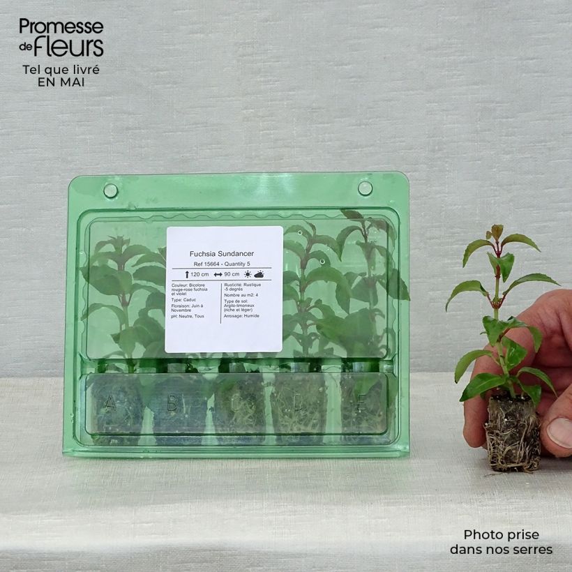 Example of Fuchsia Sundancer  Mini-mot Ø 1,5/2,5 cm as you get in printemps