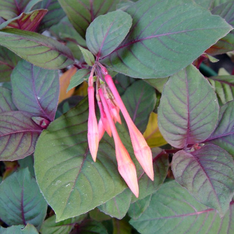 Fuchsia Thalia - Bellenplant (Foliage)