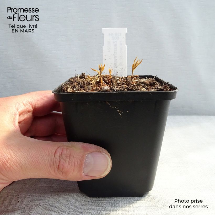 Example of Fuchsia de Californie - Zauschneria californica Kweekpotje van 8/9 cm as you get in hiver