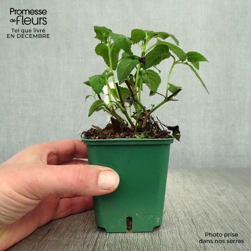 Example of Fuchsia du Cap - Phygelius Yellow Sovereign jaune Kweekpotje van 8/9 cm as you get in hiver