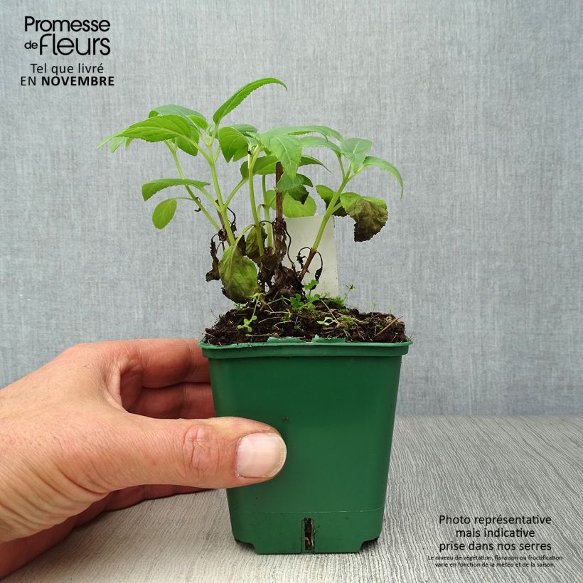 Exemplaar van Phygelius aequalis Yellow Sovereign - Kaapse fuchsia Kweekpotje van 8/9 cm zoals geleverd in de herfst